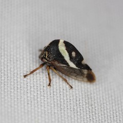 Smilia camelus
