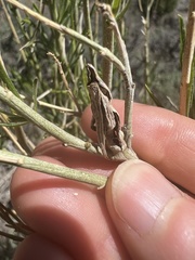 Gnorimoschema octomaculella