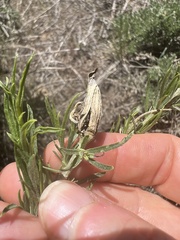 Gnorimoschema octomaculella