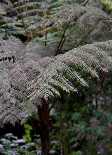 Cyathea manniana image