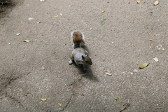 Sciurus carolinensis