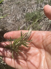 Gnorimoschema octomaculella