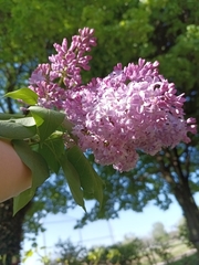 Syringa