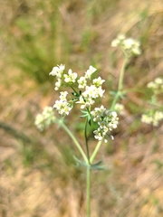 Galium glaucum