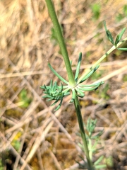 Galium glaucum