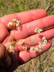 Galium glaucum