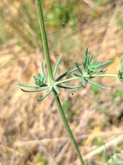 Galium glaucum