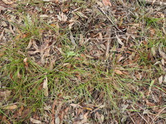 Eremochloa bimaculata