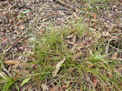 Eremochloa bimaculata