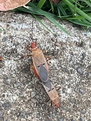 Dysdercus bimaculatus