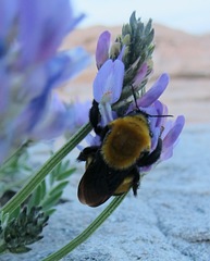 Bombus morrisoni