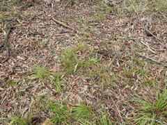 Eremochloa bimaculata