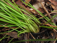 Eremochloa bimaculata