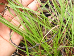 Eremochloa bimaculata