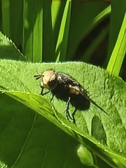 Vibrissomyia