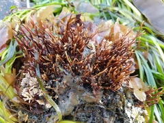 Ahnfeltia fastigiata