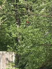 Cardinalis cardinalis