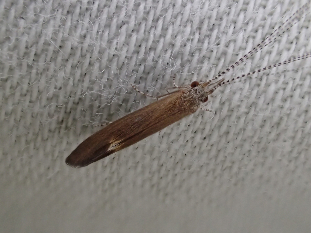 Ceraclea albimacula