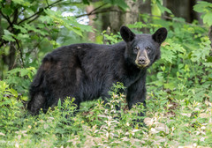 American Black Bear - Photo (c) bwood708, some rights reserved (CC BY-NC), uploaded by bwood708