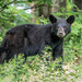 American Black Bear - Photo (c) bwood708, some rights reserved (CC BY-NC), uploaded by bwood708