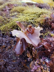 Constantinea rosa-marina