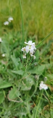 Cardamine pratensis