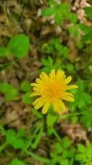 Krigia dandelion