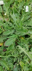 Cardamine pratensis