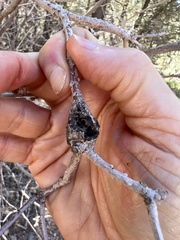 Callirhytis frequens