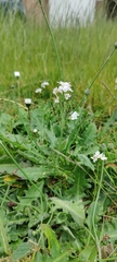 Cardamine pratensis