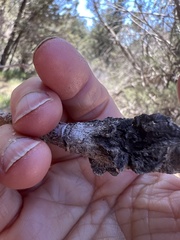 Callirhytis frequens