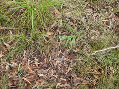 Digitaria breviglumis