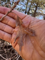 Callirhytis frequens