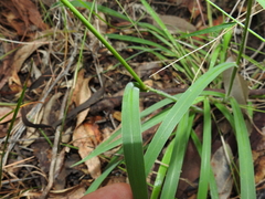 Digitaria breviglumis