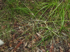 Digitaria breviglumis