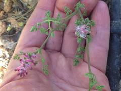 Fumaria densiflora
