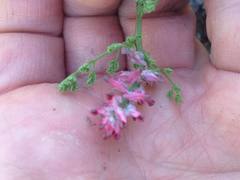 Fumaria densiflora