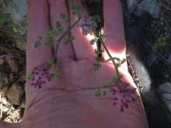 Fumaria densiflora