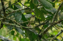 Tolmomyias sulphurescens