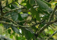 Tolmomyias sulphurescens