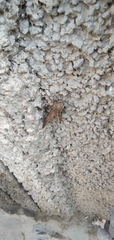 Anacridium aegyptium