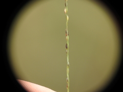Digitaria breviglumis