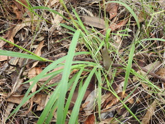 Digitaria breviglumis