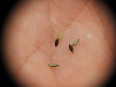 Digitaria breviglumis