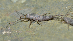 Petrobius