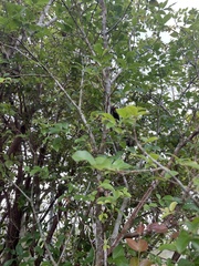 Plinia cauliflora