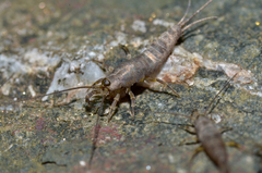 Petrobius