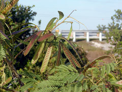 Leucaena leucocephala image