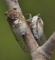 Diceroprocta obscurior