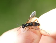 Macrophya rufipes